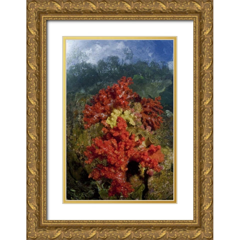 Indonesia, Papua, Fak Fak, Triton Bay Coral reef Gold Ornate Wood Framed Art Print with Double Matting by Shimlock, Jones