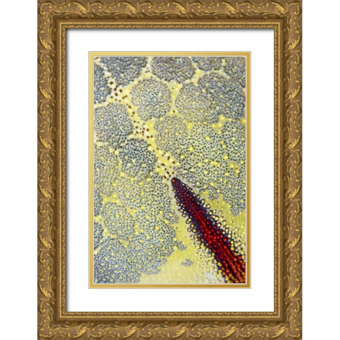 Indonesia, Papua, Raja Ampat Sea star Gold Ornate Wood Framed Art Print with Double Matting by Shimlock, Jones