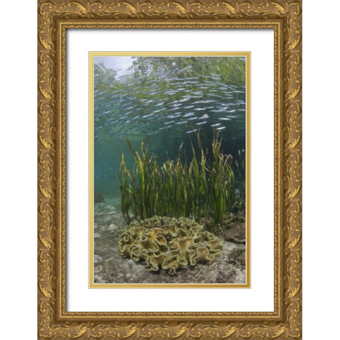 Indonesia, Papua Baitfish swims above coral Gold Ornate Wood Framed Art Print with Double Matting by Shimlock, Jones