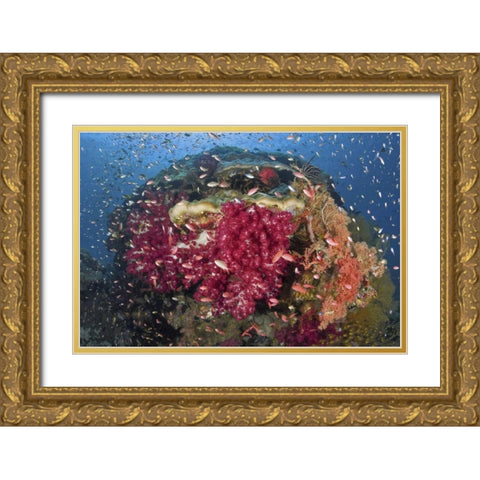 Indonesia, Papua, Raja Ampat Corals on reef Gold Ornate Wood Framed Art Print with Double Matting by Shimlock, Jones