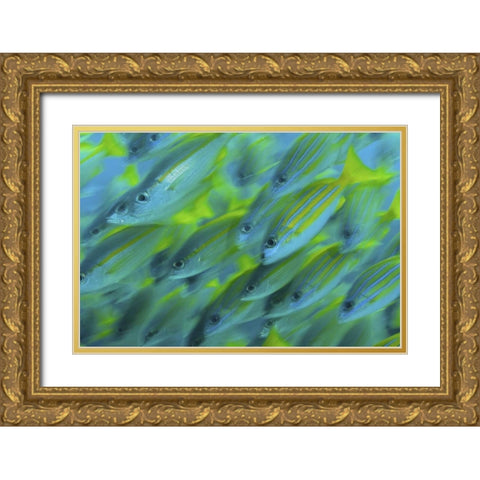 Indonesia, Papua, Raja Ampat Abstract Snapper Gold Ornate Wood Framed Art Print with Double Matting by Shimlock, Jones