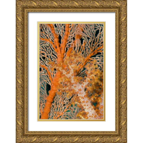 Indonesia, Papua Orange sea fan under tree coral Gold Ornate Wood Framed Art Print with Double Matting by Shimlock, Jones