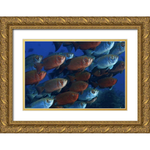 Indonesia, Papua Bigeye fish Gold Ornate Wood Framed Art Print with Double Matting by Shimlock, Jones