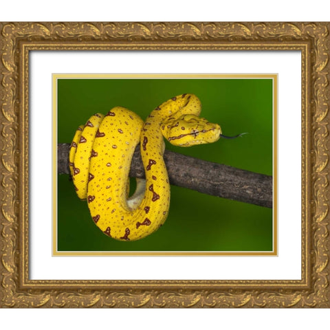 Indonesia Close-up of juvenile green tree python Gold Ornate Wood Framed Art Print with Double Matting by Flaherty, Dennis