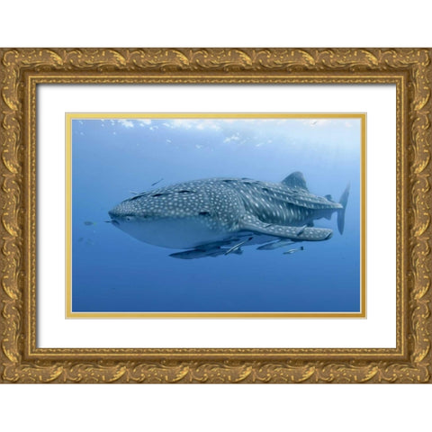 Indonesia, Papua Whale shark and remoras Gold Ornate Wood Framed Art Print with Double Matting by Shimlock, Jones