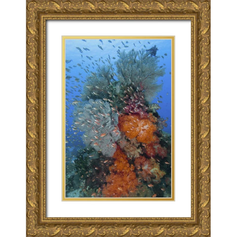Indonesia, Komodo NP Underwater Fish and coral Gold Ornate Wood Framed Art Print with Double Matting by Shimlock, Jones