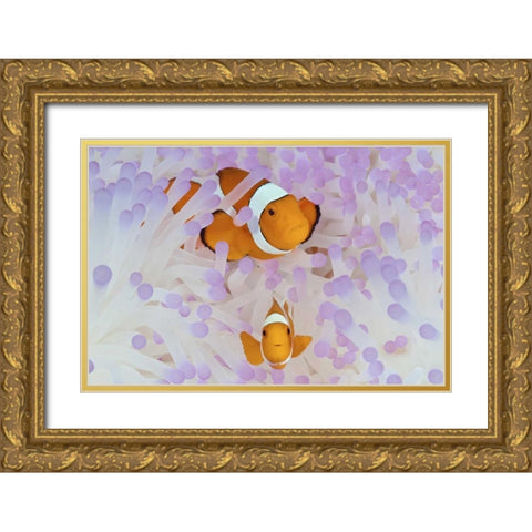 Indonesia, Papua Anemonefish in an anemone Gold Ornate Wood Framed Art Print with Double Matting by Shimlock, Jones
