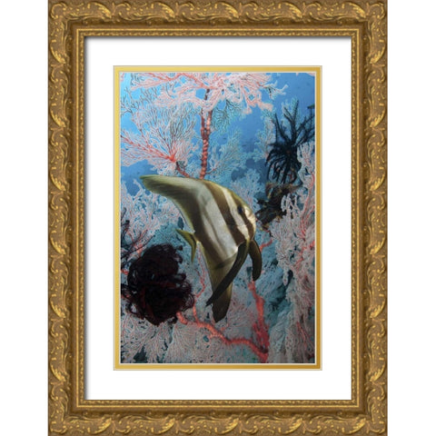 Indonesia, Papua, SE Misool Fish and coral Gold Ornate Wood Framed Art Print with Double Matting by Shimlock, Jones