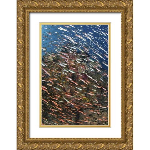 Indonesia, Raja Ampat Underwater fish and coral Gold Ornate Wood Framed Art Print with Double Matting by Shimlock, Jones