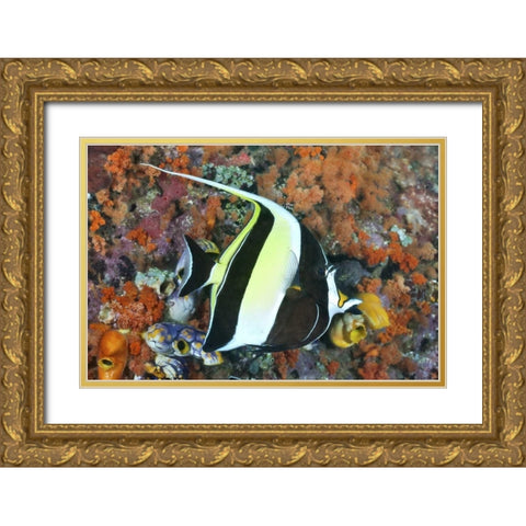 Indonesia, Papua Moorish idolfish and coral Gold Ornate Wood Framed Art Print with Double Matting by Shimlock, Jones