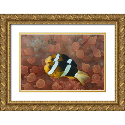 Indonesia, Papua Anemonefish in an anemone Gold Ornate Wood Framed Art Print with Double Matting by Shimlock, Jones