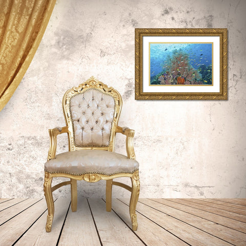 Indonesia, Raja Ampat Underwater fish and coral Gold Ornate Wood Framed Art Print with Double Matting by Shimlock, Jones