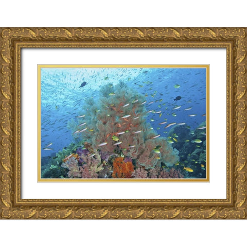 Indonesia, Raja Ampat Underwater fish and coral Gold Ornate Wood Framed Art Print with Double Matting by Shimlock, Jones