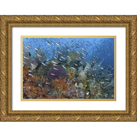 Indonesia, Raja Ampat Underwater fish and coral Gold Ornate Wood Framed Art Print with Double Matting by Shimlock, Jones