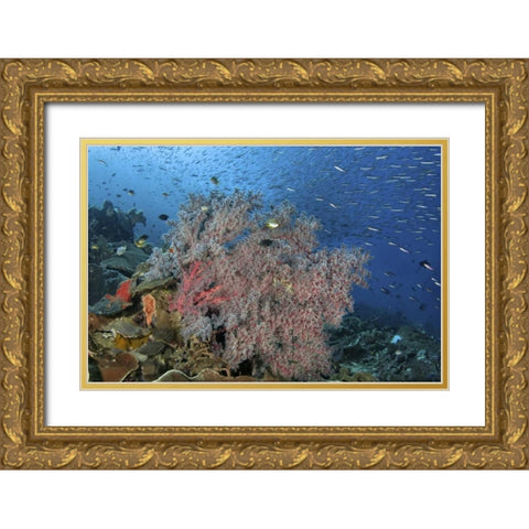 Indonesia, Raja Ampat Underwater fish and coral Gold Ornate Wood Framed Art Print with Double Matting by Shimlock, Jones