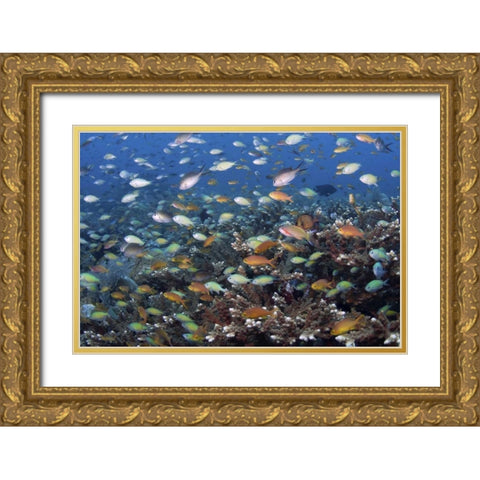 Indonesia, Raja Ampat Underwater fish and coral Gold Ornate Wood Framed Art Print with Double Matting by Shimlock, Jones