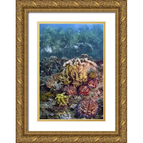 Indonesia, Raja Ampat Underwater fish and coral Gold Ornate Wood Framed Art Print with Double Matting by Shimlock, Jones