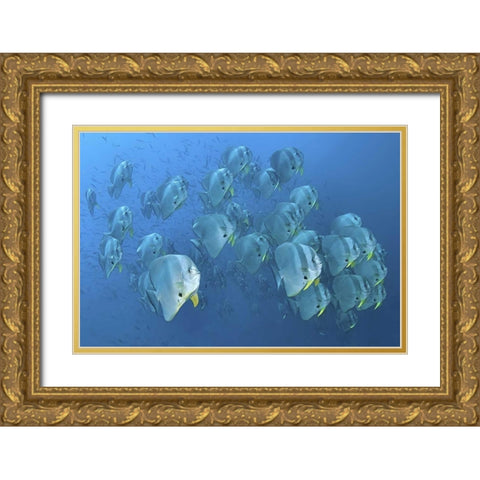 Indonesia, Papua, Raja Ampat Schooling batfish Gold Ornate Wood Framed Art Print with Double Matting by Shimlock, Jones
