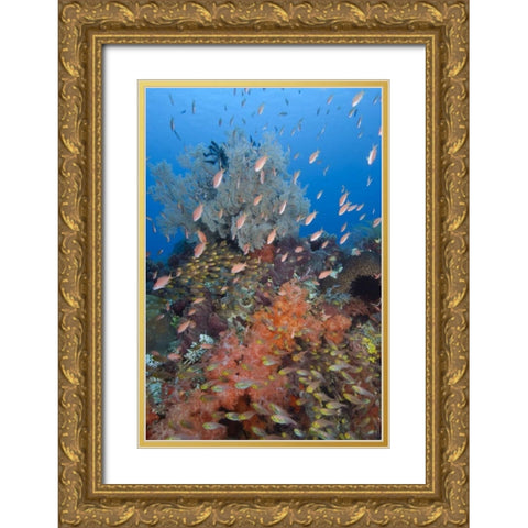 Indonesia, Komodo NP Underwater Fish and coral Gold Ornate Wood Framed Art Print with Double Matting by Shimlock, Jones