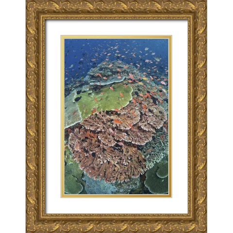 Indonesia, Komodo NP, Tatawa Kecil Fish swimming Gold Ornate Wood Framed Art Print with Double Matting by Shimlock, Jones
