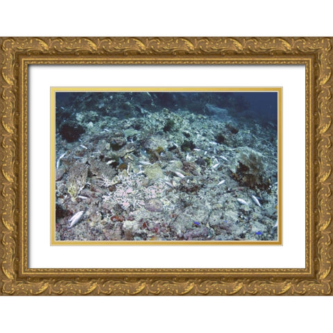 Indonesia, Papua, Fam, Penemu Islands Dead Reefs Gold Ornate Wood Framed Art Print with Double Matting by Shimlock, Jones