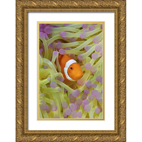 Indonesia, Papua Anemonefish in anemone Gold Ornate Wood Framed Art Print with Double Matting by Shimlock, Jones