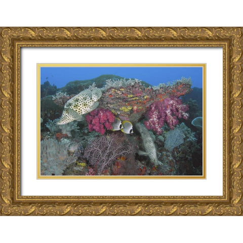 Indonesia, Papua, SE Misool Fish and coral Gold Ornate Wood Framed Art Print with Double Matting by Shimlock, Jones