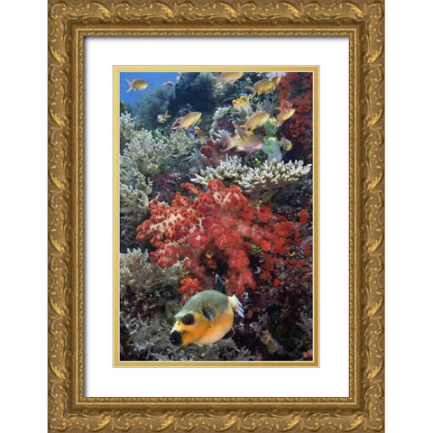 Indonesia, Papua, SE Misool Fish and coral Gold Ornate Wood Framed Art Print with Double Matting by Shimlock, Jones