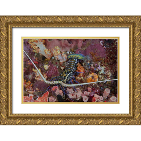 Indonesia, Papua, SE Misool Lobster and coral Gold Ornate Wood Framed Art Print with Double Matting by Shimlock, Jones