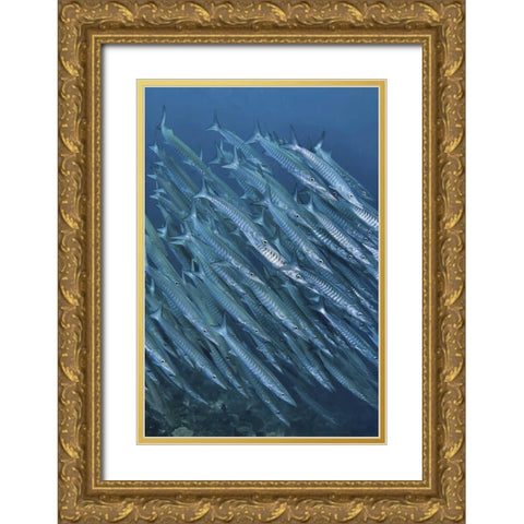 Indonesia, Papua Underwater Schooling barracuda Gold Ornate Wood Framed Art Print with Double Matting by Shimlock, Jones