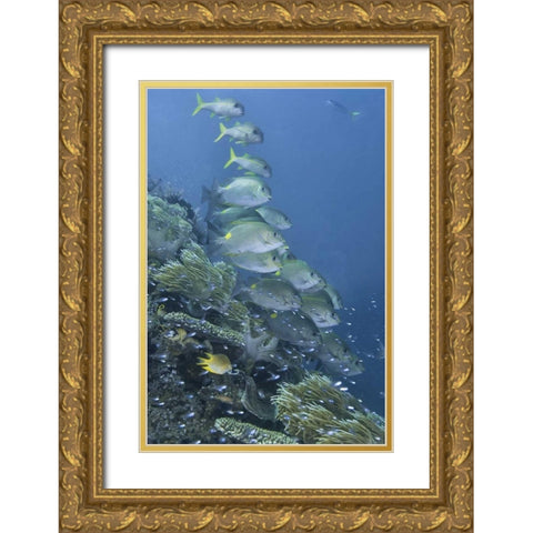 Indonesia, Raja Ampat Underwater fish and coral Gold Ornate Wood Framed Art Print with Double Matting by Shimlock, Jones