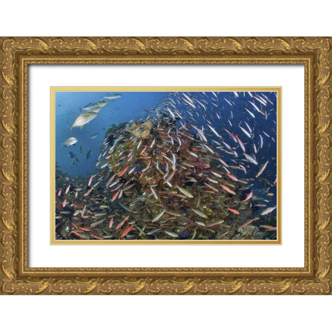 Indonesia, Raja Ampat Underwater fish and coral Gold Ornate Wood Framed Art Print with Double Matting by Shimlock, Jones