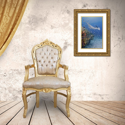 Indonesia, Papua Manta ray, fish and coral Gold Ornate Wood Framed Art Print with Double Matting by Shimlock, Jones