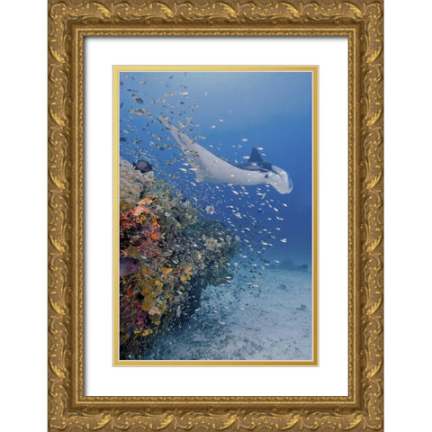 Indonesia, Papua Manta ray, fish and coral Gold Ornate Wood Framed Art Print with Double Matting by Shimlock, Jones