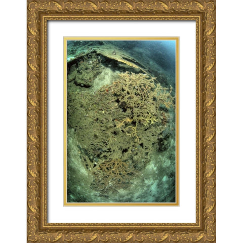 Indonesia, Papua, Raja Ampat Damaged reef Gold Ornate Wood Framed Art Print with Double Matting by Shimlock, Jones