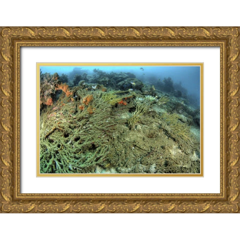 Indonesia, Papua, Raja Ampat Damaged reef Gold Ornate Wood Framed Art Print with Double Matting by Shimlock, Jones