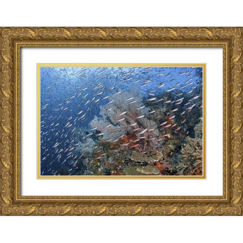 Indonesia, Raja Ampat Underwater fish and coral Gold Ornate Wood Framed Art Print with Double Matting by Shimlock, Jones