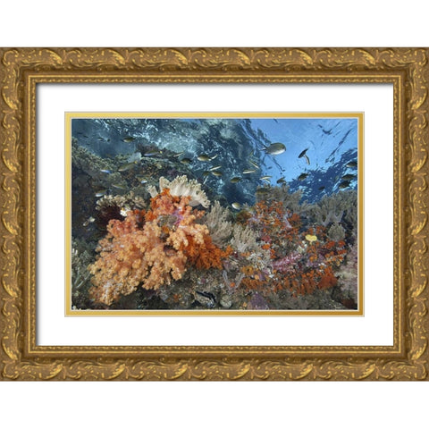 Indonesia, Raja Ampat Underwater fish and coral Gold Ornate Wood Framed Art Print with Double Matting by Shimlock, Jones