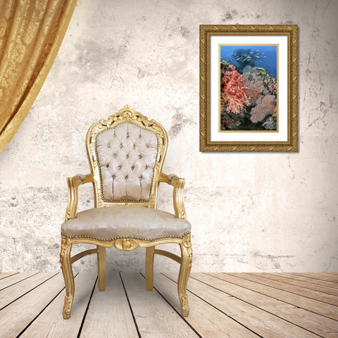 Indonesia, Raja Ampat Underwater fish and coral Gold Ornate Wood Framed Art Print with Double Matting by Shimlock, Jones