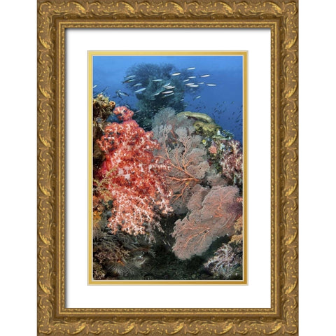 Indonesia, Raja Ampat Underwater fish and coral Gold Ornate Wood Framed Art Print with Double Matting by Shimlock, Jones