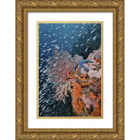 Indonesia, Raja Ampat Underwater fish and coral Gold Ornate Wood Framed Art Print with Double Matting by Shimlock, Jones
