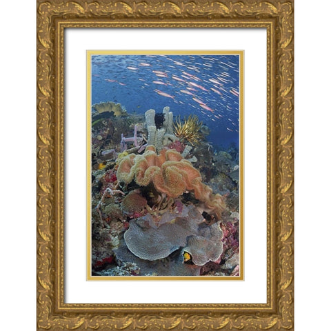 Indonesia, Raja Ampat Underwater fish and coral Gold Ornate Wood Framed Art Print with Double Matting by Shimlock, Jones