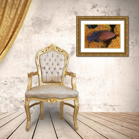 Indonesia, Papua Coral trout fish and coral Gold Ornate Wood Framed Art Print with Double Matting by Shimlock, Jones
