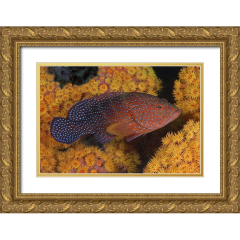 Indonesia, Papua Coral trout fish and coral Gold Ornate Wood Framed Art Print with Double Matting by Shimlock, Jones