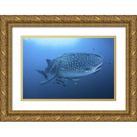 Indonesia, Papua Whale shark and remoras Gold Ornate Wood Framed Art Print with Double Matting by Shimlock, Jones