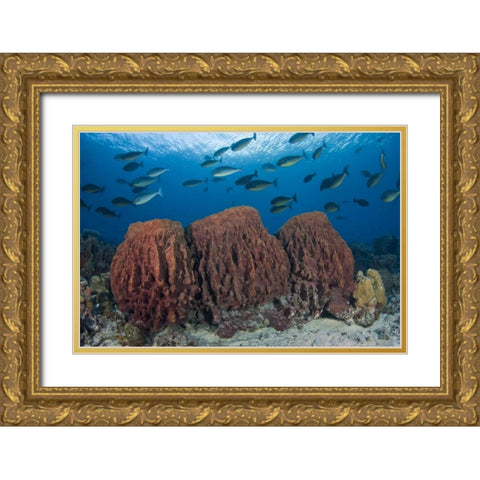 Indonesia, Papua Fish swims over three sponges Gold Ornate Wood Framed Art Print with Double Matting by Shimlock, Jones