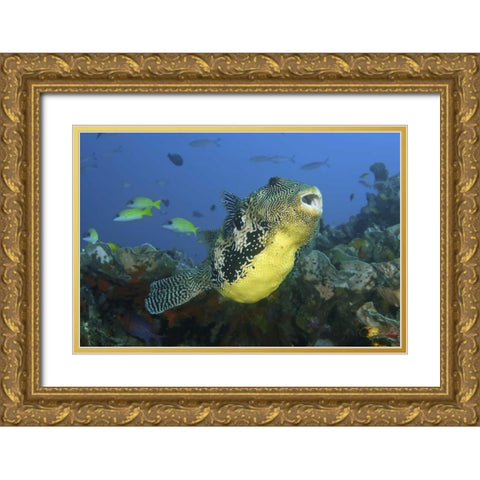 Indonesia, Papua, Raja Ampat Pufferfish Gold Ornate Wood Framed Art Print with Double Matting by Shimlock, Jones