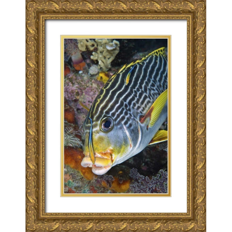 Indonesia, Papua A cleaner fish at sweetlip fish Gold Ornate Wood Framed Art Print with Double Matting by Shimlock, Jones