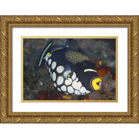 Indonesia, Papua, Raja Ampat Triggerfish Gold Ornate Wood Framed Art Print with Double Matting by Shimlock, Jones