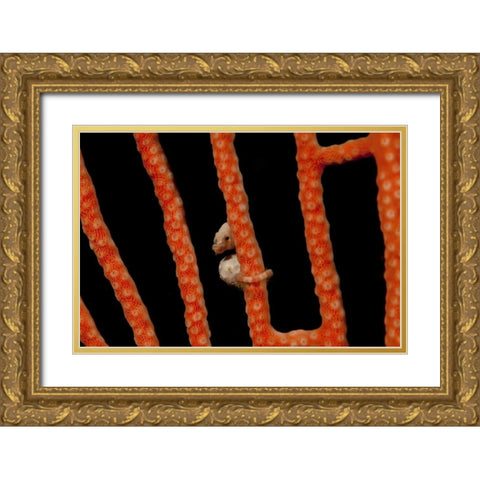 Indonesia, Papua The worlds smallest seahorse Gold Ornate Wood Framed Art Print with Double Matting by Shimlock, Jones